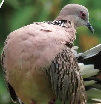 螞蟻浴 動物界的奇妙清潔術(shù)